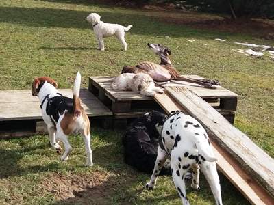 Hundegruppe bei den Paletten