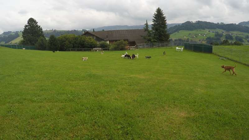 Eine grosse Gruppe von Hunden in der Tierpension Krummenacker