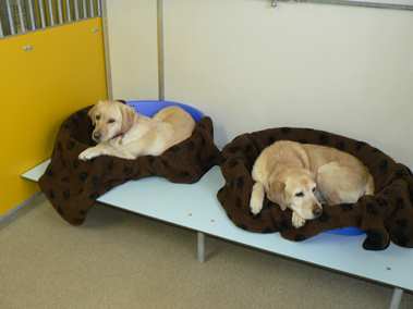 Aufenthaltsräume der Hundepension nähe St. Gallen in Eggersriet