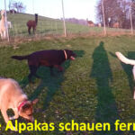 Alpakas beobachten Hunde Alpakas beobachten Hunde