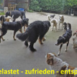 Hunde auf dem Hofplatz Hunde auf dem Hofplatz