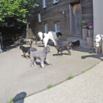 Hunde auf dem Hofplatz Hunde auf dem Hofplatz