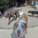 Hunde auf dem Hofplatz Hunde auf dem Hofplatz