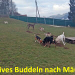 Mäuse suchen Mäuse suchen