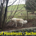Auf Haselnuss - Suche Auf Haselnuss - Suche
