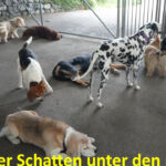 Den Schatten geniessen Den Schatten geniessen