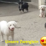 Unsere Zwerglein Unsere Zwerglein