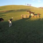 Tierpension Krummenacker: Spiel und Spass Tierpension Krummenacker: Spiel und Spass