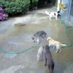 Tierpension Krummenacker: Wasserspiele mit den Hunden Tierpension Krummenacker: Wasserspiele mit den Hunden