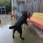 Tierpension Krummenacker: Impressionen von einem regnerischen Tag Tierpension Krummenacker: Impressionen von einem regnerischen Tag