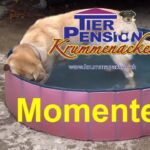 Tierpension Krummenacker: eindrückliche Momente Tierpension Krummenacker: eindrückliche Momente